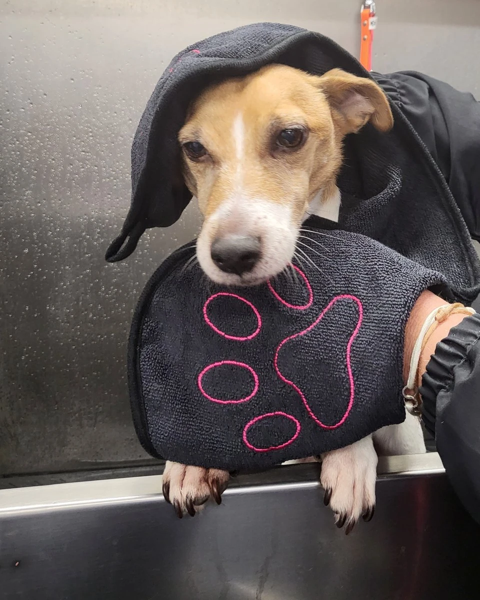 N4dogs – Hondenhanddoek – Honden Handdoek – Microvezel Handdoek – Handdoek Hond – Droogdoek Hond – Dierendeken – Sterk Absorberend – Handdoek Met Zakken – Zwart – 66 X 23 Cm 1 N4dogs – Hondenhanddoek – Honden Handdoek – Microvezel Handdoek – Handdoek Hond – Droogdoek Hond – Dierendeken – Sterk Absorberend – Handdoek Met Zakken – Zwart – 66 X 23 Cm